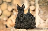 SCOTTISH TERRIER 144